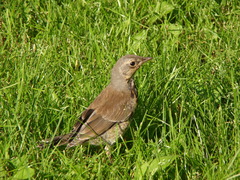Turdus pilaris