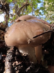 Gomphidius oregonensis