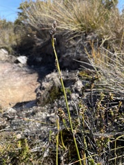 Eurychorda complanata