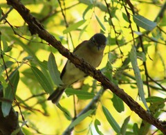 Vireo cassinii