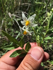 Solanum jamesii