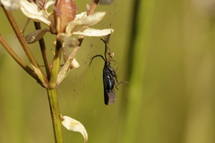 Pollanisus viridipulverulenta