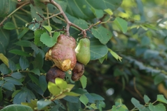Anacardium occidentale