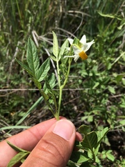 Solanum jamesii