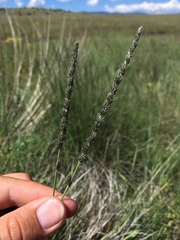 Muhlenbergia wrightii