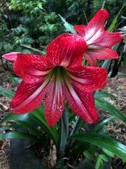 Hippeastrum