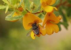 Megachile simplex