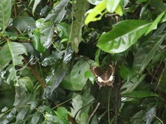 Papilio fuscus