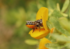 Megachile simplex