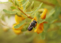 Megachile simplex