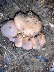 Gomphidius oregonensis