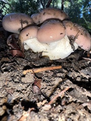 Gomphidius oregonensis