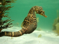 Hippocampus abdominalis