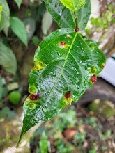Ficus irisana