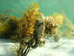 Hippocampus abdominalis