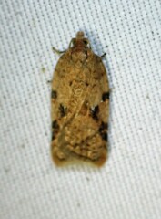 Acleris cornana