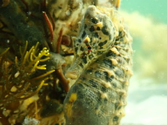 Hippocampus abdominalis