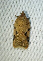 Acleris cornana