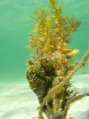 Hippocampus abdominalis