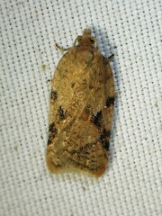 Acleris cornana
