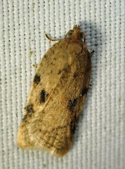 Acleris cornana