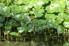 Hydrocotyle bonariensis