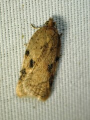 Acleris cornana