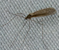 Trichocera annulata