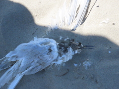 Sterna striata striata