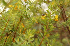 Megachile simplex