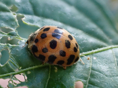 Henosepilachna vigintisexpunctata