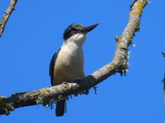 Todiramphus sanctus vagans