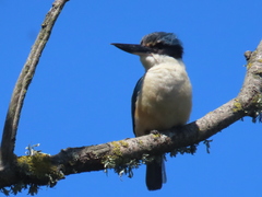 Todiramphus sanctus vagans