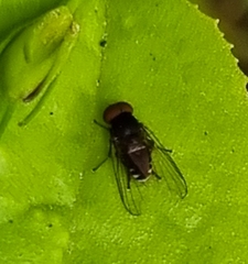 Lindneromyia