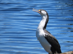 Phalacrocorax varius varius