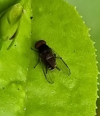 Lindneromyia