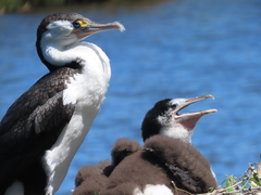 Phalacrocorax varius varius