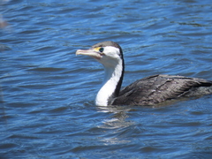 Phalacrocorax varius varius