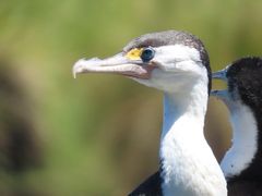 Phalacrocorax varius varius