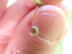 Sisyrinchium micranthum