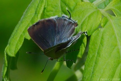 Chlorostrymon simaethis