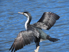 Phalacrocorax varius varius
