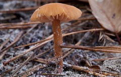 Laccaria trichodermophora