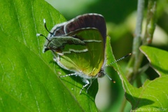 Chlorostrymon simaethis