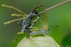 Chlorostrymon simaethis