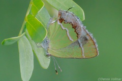 Chlorostrymon simaethis