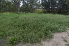 Cullen australasicum