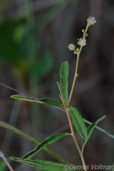 Croton linearis