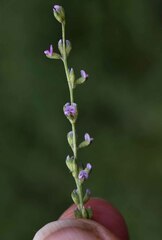Cullen australasicum