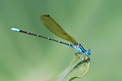 Argia rhoadsi